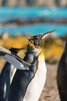 Penguin Prints: King penguin (Aptenodytes patagonicus) moulting