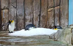 South Sea Prints: King Penguin standing on snowy rock face showing tail feathers and big feet