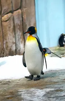 King Penguin Prints: King Penguin standing on snowy rock face showing tail feathers and big feet