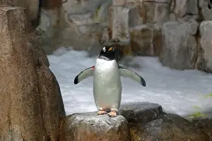 King Penguin Prints: King Penguin standing on snowy rock face showing tail feathers and big feet