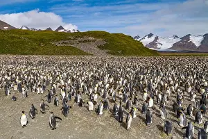 South Atlantic Prints: King penguins (Aptenodytes patagonicus) at breeding and nesting colony at Salisbury Plain in the Bay of Isles