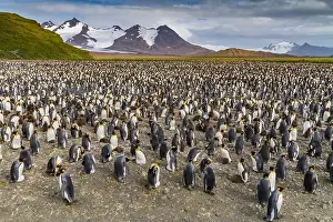 Polar Regions Prints: King penguins (Aptenodytes patagonicus) at breeding and nesting colony at Salisbury Plain in the Bay of Isles