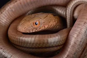 Ratsnake Prints: The King Ratsnake (Elaphe carinata) is a large snake species found in China