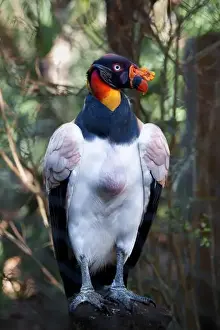 Glance Prints: King Vulture. Seen in Brevard Zoo, Melbourne, FL, USA