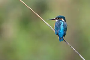 Alcedo Atthis Prints: Kingfisher