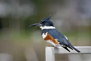 Kingfisher Prints: A kingfisher bird perched in Blaine, Washington, USA