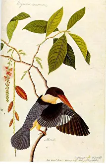 Studies Prints: The Kingfisher painting from the William Farquhar Collection depicts a detailed representation of the Boorong radja