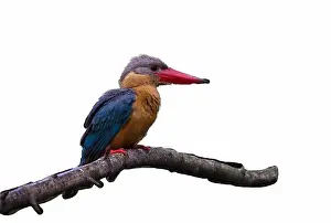 Collared Prints: Kingfisher of Thailand collection