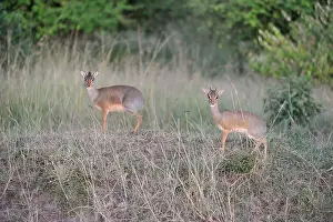 Kirk's Dik-dik (Madoqua kirkii) couple in the light of the sunset Masai Mara - Kenya - East Africa