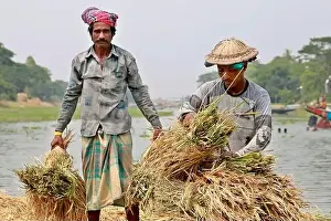 Paddy Field Prints: Kishoreganj, Bangladesh - May 01