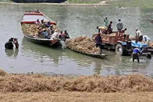 Paddy Field Prints: Kishoreganj, Bangladesh - May 01