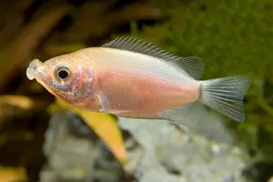 Fresh Water Prints: Kissing gourami (Helostoma temmincki), kissing