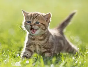 Stare Prints: kitten meowing in green grass