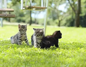 Tabby Prints: three kittens playing on the grass