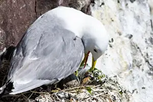 Farne Islands Prints: Kittiwakes gathering on the rocks at The Farne Islands, Northumberland, UK
