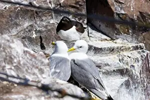 Farne Islands Prints: Kittiwakes gathering on the rocks at The Farne Islands, Northumberland, UK