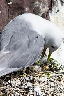Farne Islands Prints: Kittiwakes gathering on the rocks at The Farne Islands, Northumberland, UK