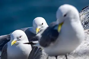 British Birds Prints: Kittiwakes gathering on the rocks at The Farne Islands, Northumberland, UK