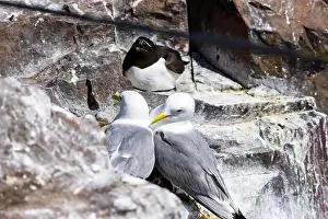 British Birds Prints: Kittiwakes gathering on the rocks at The Farne Islands, Northumberland, UK