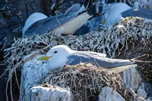 British Birds Prints: Kittiwakes gathering on the rocks at The Farne Islands, Northumberland, UK