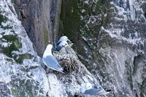 British Birds Prints: Kittiwakes gathering on the rocks at The Farne Islands, Northumberland, UK