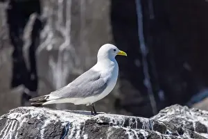 British Birds Prints: Kittiwakes gathering on the rocks at The Farne Islands, Northumberland, UK