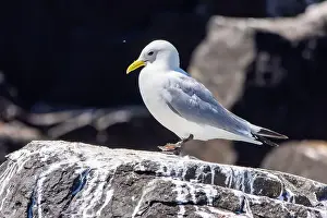 British Birds Prints: Kittiwakes gathering on the rocks at The Farne Islands, Northumberland, UK