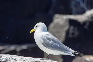 British Birds Prints: Kittiwakes gathering on the rocks at The Farne Islands, Northumberland, UK