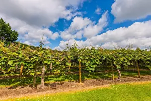 Sweet Tree Prints: Kiwi fruit (Actinidia deliciosa) plantation, New Zealand
