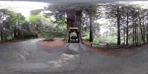 360cities Prints: Klamath drive-thru redwood (exterior)