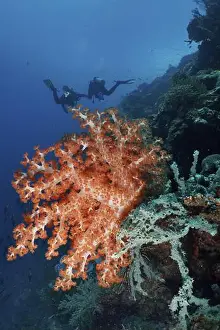 Outdoor Shots Prints: Klunzinger's tree coral (Dendronephthya klunzingeri) in the colourful reef