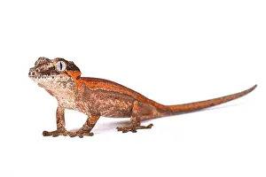 Rhacodactylus Auriculatus Prints: Knob-headed Giant Gecko (Rhacodactylus auriculatus)