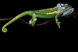 Arboreal Prints: Knysna dwarf chameleon (Bradypodion damaranum) male