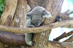 Sleepy Prints: Koala bear sleeping on the tree and koalas sleep approximately 16–24 hours per day