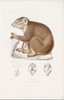 Intaglio Prints: Koala, BrunVoyage au Pole Sud et dans l'Oceanie : sur les corvettes l'Astrolabe et la Zelee