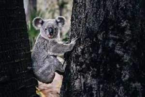 Koala close up sitting between two trees