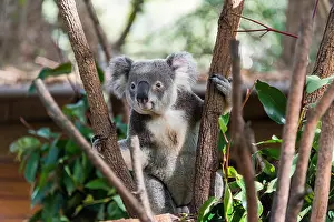Gold Coast Prints: Koala at the Currumbin Wildlife Sanctuary