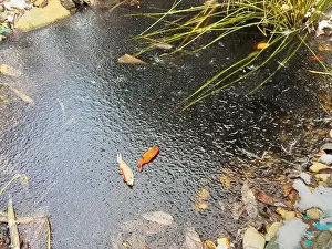 Koi Fish froze to death in the garden pond in winter and lay on the ice