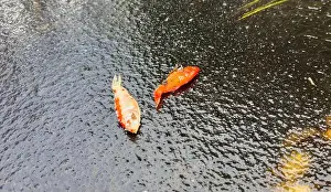 Goldfish Prints: Koi Fish froze to death in the garden pond in winter and lay on the ice