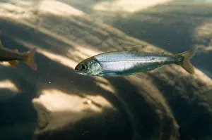 Oncorhynchus Prints: Kokanee (landlocked sockeye salmon) smolt