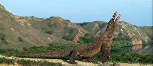 Reptiles Prints: The Komodo dragon with opened a mouth