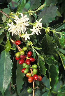 Farms Prints: Kona coffee plant, close-up of beans (red & green) with white flowers and leaves
