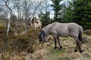 Full Body Prints: Konik, wild horse, two foals playing