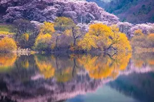 Cherry Blossom Prints: Korea in Spring and cherry blossom trees around Yongbi Lake in Seosan, South Korea