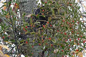 Natural World Prints: Korean mistletoe, Viscum album coloratum, Red berries growing outdoor on host tree