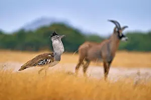 Botswana Prints: Kori with antelope in the background