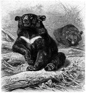 Fruher Prints: Kragenbär, Asiatische Schwarzbär