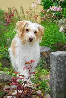 Breeds Prints: Kromfohrländer dog, white with tan markings rough hair long-haired