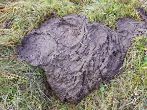 Excrement Prints: Kuhfladen, Kuhmist, Kuhdung