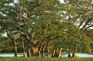Arjuna Prints: Kumbuk Trees (Terminalia arjuna) Wilpattu National Park, Sri Lanka